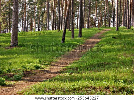 deserted path in the pine forest
