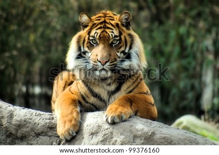 Tiger king