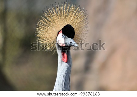 Strange looking exotic bird with ling neck watching