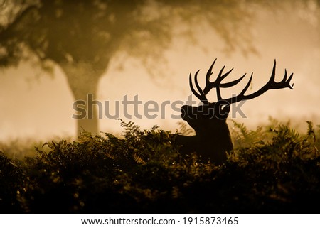 Red Deer stag in silhouette, scenting the air Сток-фото © 