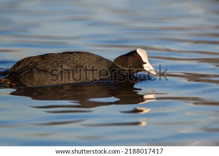 Similar – Foto Bild Eine Gans verteidigt ihre Küken oder Gössel und faucht den Angreifer an