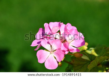 Pink Sardunya flower in the garden Stok fotoğraf © 