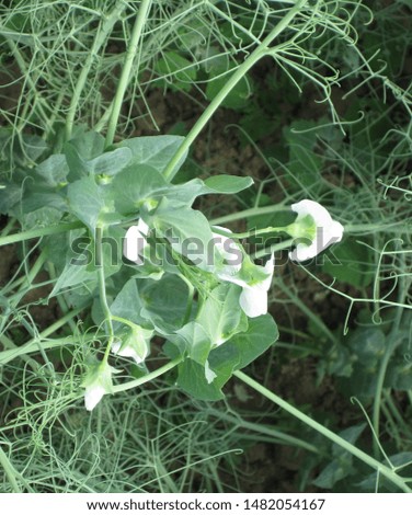 Similar – Image, Stock Photo Flowers and tendrils