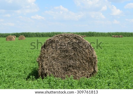 The Haystacks in the field. Summer haymaking.