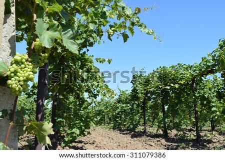 Grape gardens. Cultivation of wine grapes at the Sea of Azov.