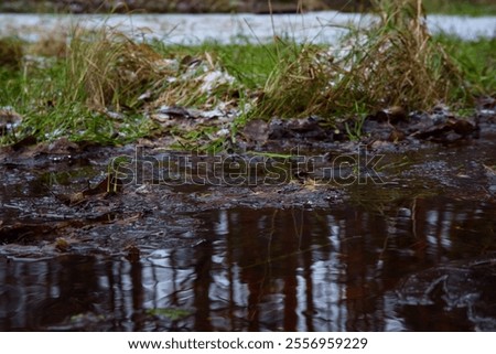 Similar – Image, Stock Photo Leaf reflection on puddle with ice and foliage