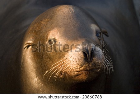 up close view of wild brown sea lion with a sad look