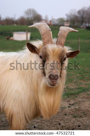 male Kiko goat standing sideways looking at camera