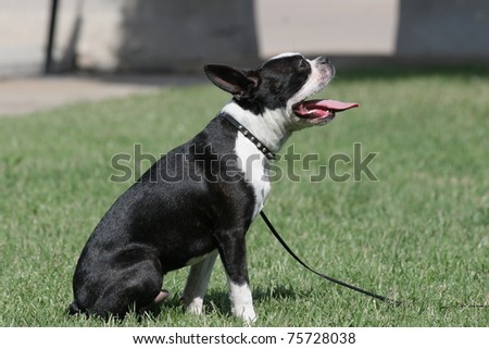 side view of Black and white Boston Terrier Dog sitting in green grass with leash on looking up