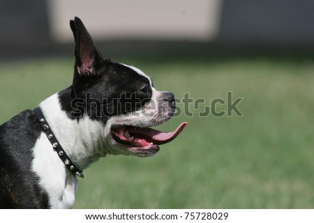 side view of black and white Boston Terrier Dog with tongue out