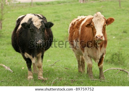 Two Cows standing face forward in a field