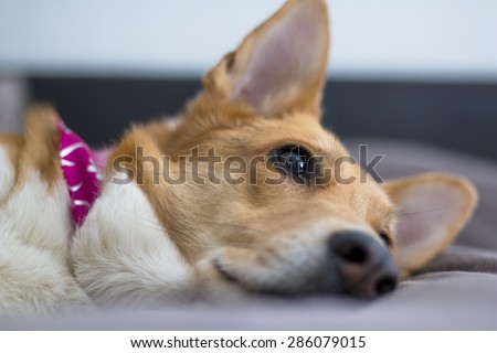 Thoughtful dog lying down