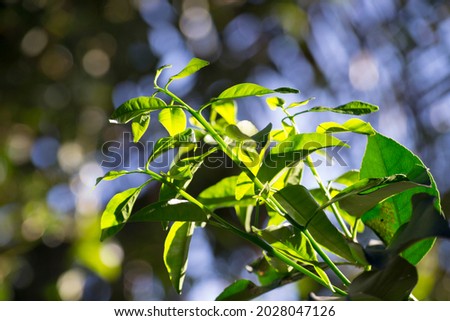 New leaves emitted by the lemon tree (Citrus) organically grown in the city of Rio de Janeiro, Brazil. Foto stock © 