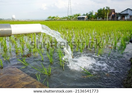 Irrigation of rice fields using pump wells with the technique of pumping water from the ground to flow into the rice fields. The pumping station where water is pumped from a irrigation canal. Imagine de stoc © 