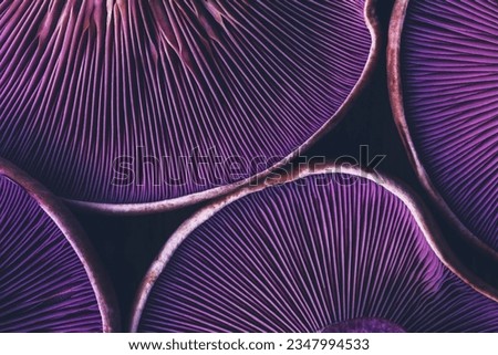 Similar – Image, Stock Photo Top view closeup of a glass jar container full with uncooked pasta on grey background
