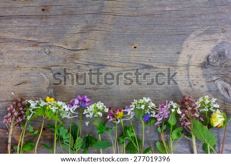 Forest spring flowers on old wooden surface laid out in a row