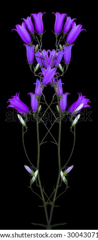 isolated on a black background wildflowers bells