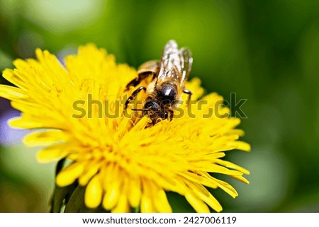 Similar – Image, Stock Photo Dandelion close up macro