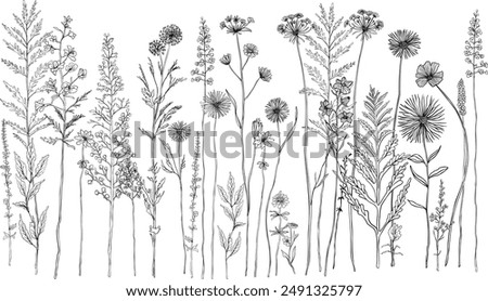 Black and white line drawing of various wildflowers and plants.Silhouettes of grass, flowers and herbs.