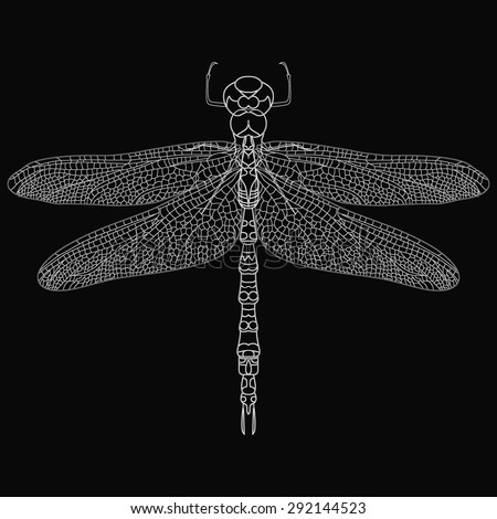 Vector dragonfly isolate. A realistic picture of the insect. A clear outline. Summer insects, wildlife. Black background.