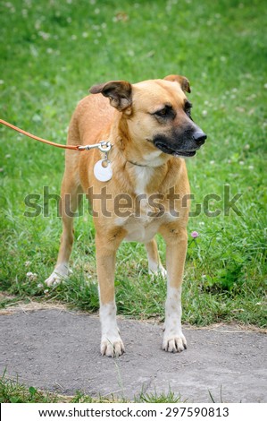portrait of dog in dog-collar during outdoor walking