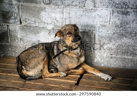 portrait of homeless dog inside cage in shelter