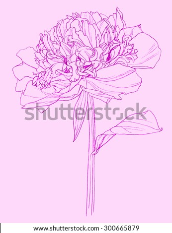 Flower - blooming peony - pencil drawing