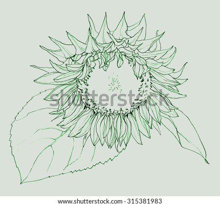 Flower - Sunflower - pencil drawing
