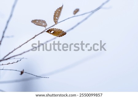 Similar – Image, Stock Photo last leaves Nature Plant