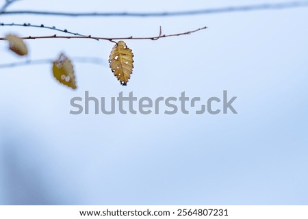 Similar – Image, Stock Photo last leaves Nature Plant