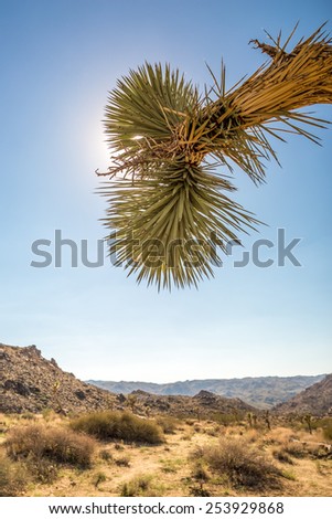 Lonely tree in the desert, Joshua Tree, California.