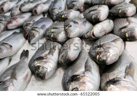 sea bass fresh fish at the market