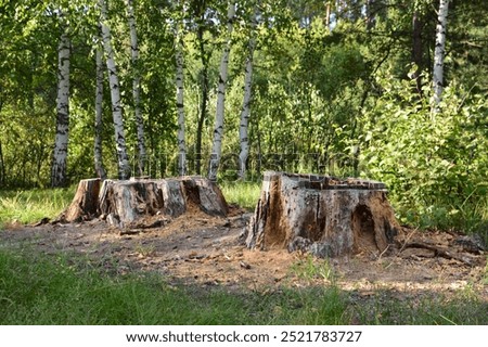 Similar – Image, Stock Photo Tree stump at the Brodtener Ufer