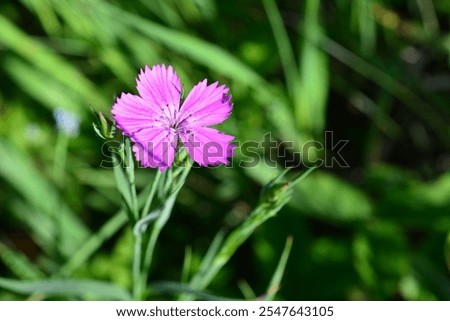 Similar – Image, Stock Photo wild carnations Flower