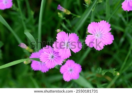 Similar – Image, Stock Photo wild carnations Flower