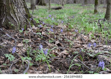 Foto Bild unter der Magnolie