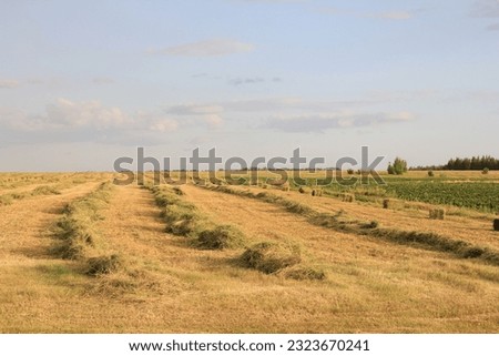 Similar – Image, Stock Photo Filed with wheat against blue sky