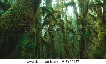 photo inside a rainforest covered in bright green moss 