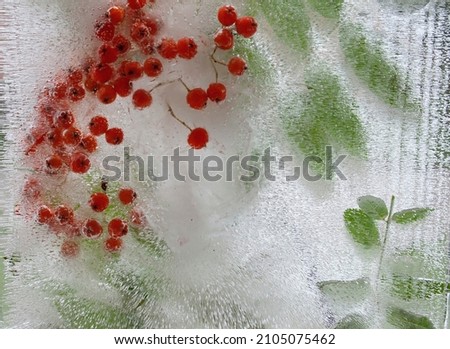 Similar – Image, Stock Photo frozen red berries on a snowball bush