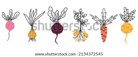 Illustration of a root vegetable. Onion, radish. beets, turnips, carrots, potatoes. Set of vegetables. Root types. Vector illustration in doodle style.