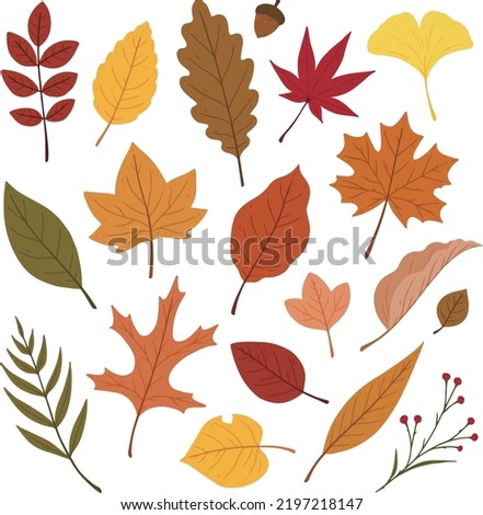 Various fallen leaves, autumn fruits, autumn leaves, autumn, fallen leaves