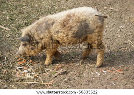 Hungarian mangalitsa pig, a very curly haired animal
