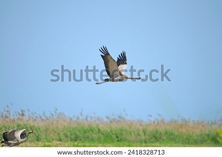 Similar – Image, Stock Photo Cranes in group flight in front of a blue sky with clouds