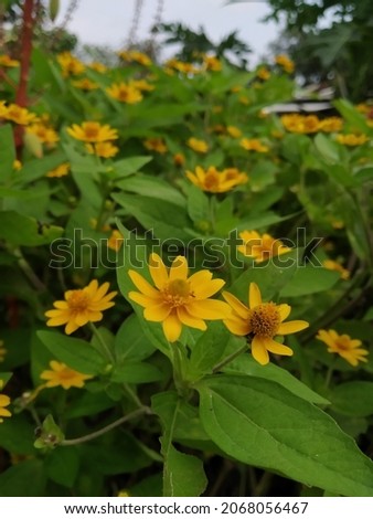 wadelia or singapore daisy in ghe garden Imagine de stoc © 