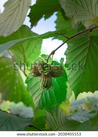 Similar – Foto Bild Haselnuss Blatt auf reflektierenden Untergrund im Detail fotografiert