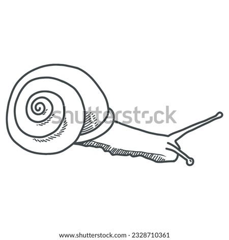 Snail vector line art 3 