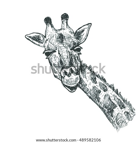 Giraffe Sketch Illustration - 489582106 : Shutterstock