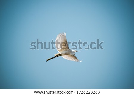 Similar – Image, Stock Photo Seagull in focus