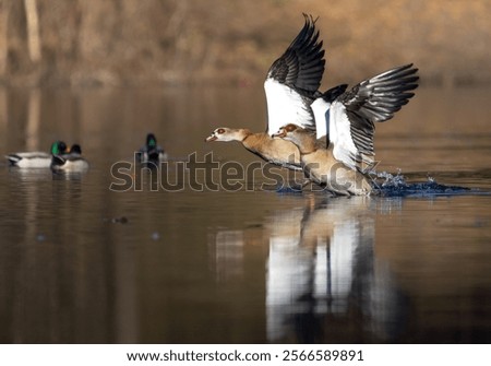 Two flying Nile Geese (Alopochen aegyptiaca) over the Biggesee and fishery