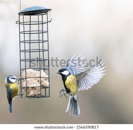 Similar – Image, Stock Photo Blue tit in sunlight